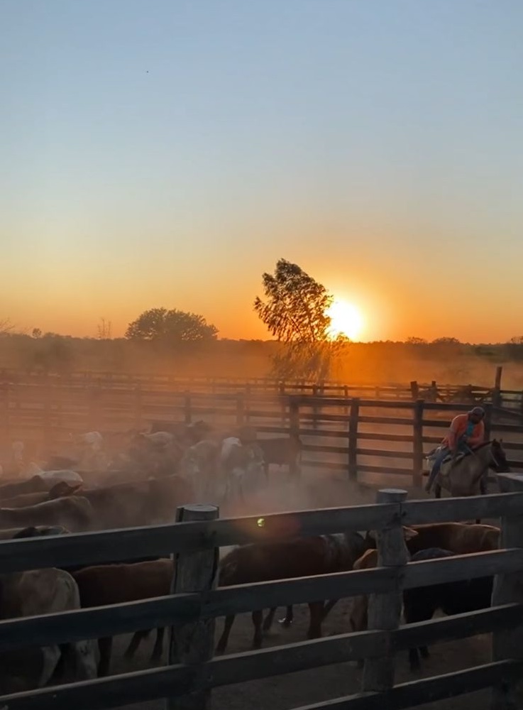 Director - Ganadera Campo Verde