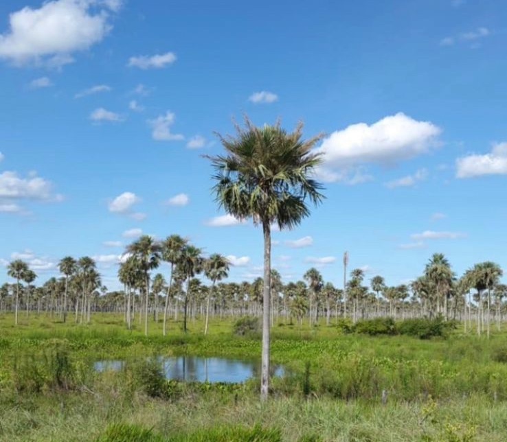 Ganado de Alta Calidad